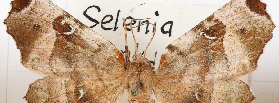 illustration_dof_butterfly (1)_1600x600-2